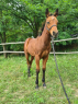 Elad 3 hnapos quarter horse kanca 