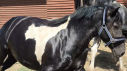 Elad 3 ves painthorse kanca 