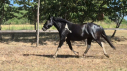 Elad 3 ves painthorse kanca 