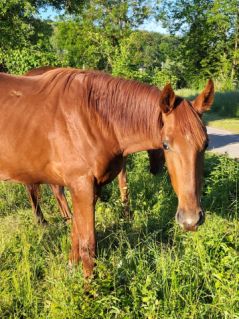 Elad� 2 �ves kisb�ri f�lv�r m�n 