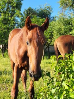 Elad� 2 �ves kisb�ri f�lv�r m�n 