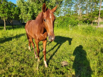 Elad� 2 �ves kisb�ri f�lv�r m�n 