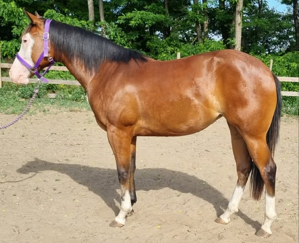Elad 2 ves quarter horse kanca 