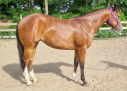 Elad 2 ves quarter horse kanca 