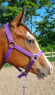 Elad 2 ves quarter horse kanca 