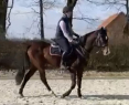 Elad 4 ves nmet sportl kanca 