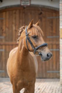 Elad� 12 �ves p�ni her�lt 