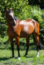 Elad 8 ves holland sportl/KWPN herlt 