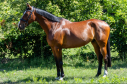 Elad 8 ves holland sportl/KWPN herlt 