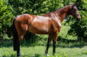 Elad 8 ves holland sportl/KWPN herlt 