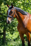 Elad 8 ves holland sportl/KWPN herlt 