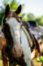Elad 14 ves painthorse herlt 