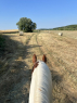 Elad 14 ves painthorse herlt 