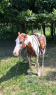 Elad 14 ves painthorse herlt 