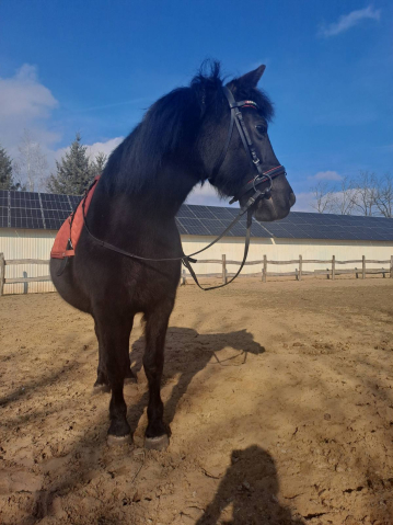 Elad� 12 �ves p�ni kanca 