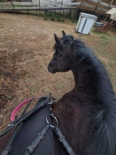 Elad� 12 �ves p�ni kanca 