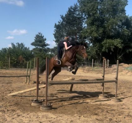 Elad� 5 �ves magyar sportl� kanca 