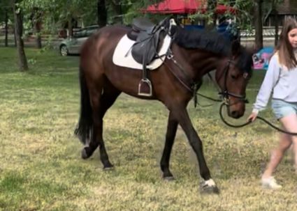 Elad� 5 �ves magyar sportl� kanca 