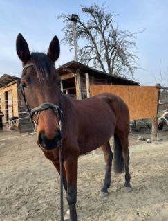 Elad� 5 �ves magyar sportl� kanca 