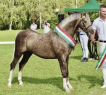 Elad 1 ves welsh pni kanca 