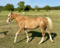 Elad 1 ves welsh pni kanca 