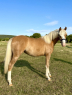 Elad 1 ves welsh pni kanca 