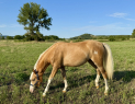 Elad 1 ves welsh pni kanca 
