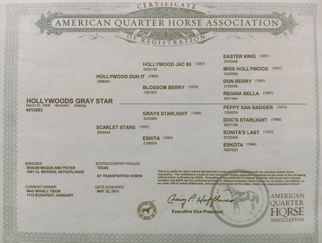 Elad 19 ves quarter horse herlt 