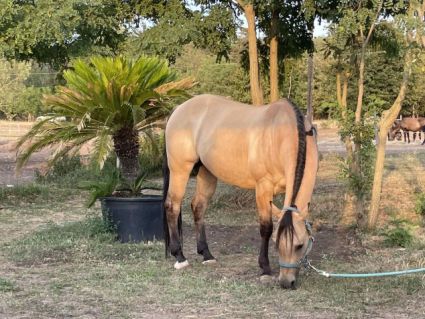 Elad� 20 �ves quarter horse her�lt 