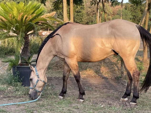 Elad� 20 �ves quarter horse her�lt 