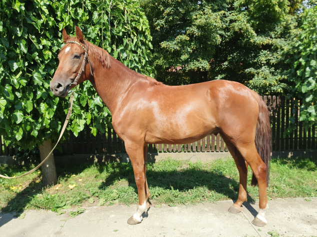 Elad� 4 �ves kisb�ri f�lv�r her�lt 