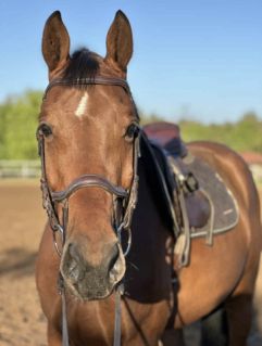 Elad� 9 �ves magyar sportf�lv�r her�lt 