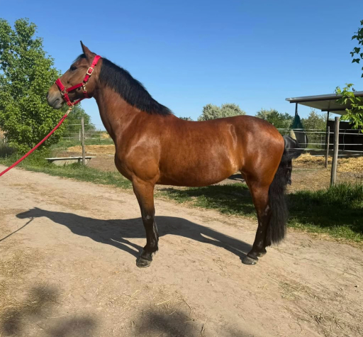 Elad� 15 �ves n�niusz kanca 