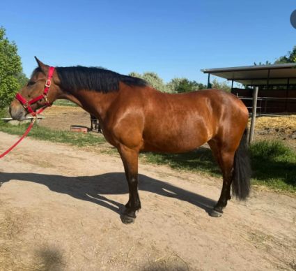 Elad� 15 �ves n�niusz kanca 