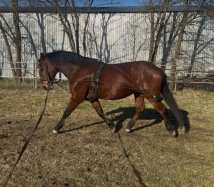 Elad� 15 �ves n�niusz kanca 