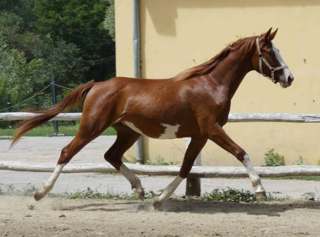 Elad 5 ves kisbri flvr kanca 