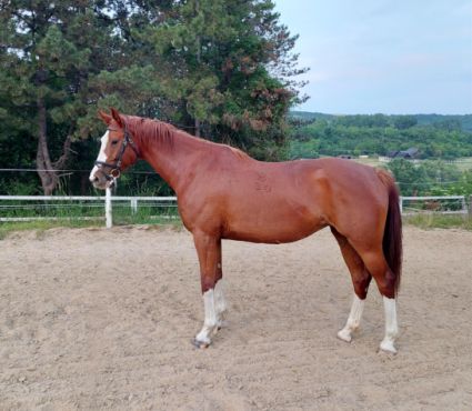 Elad 5 ves kisbri flvr kanca 