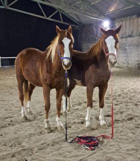 Elad 5 ves kisbri flvr kanca 