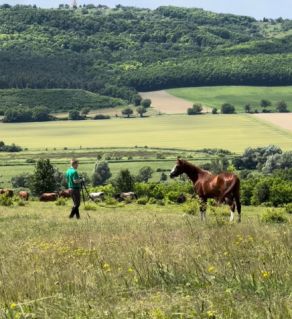 Elad 5 ves kisbri flvr kanca 