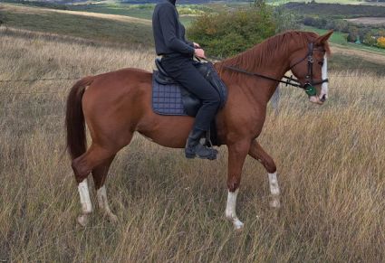 Elad 5 ves kisbri flvr kanca 