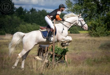 Cremello fedezőmén eladó