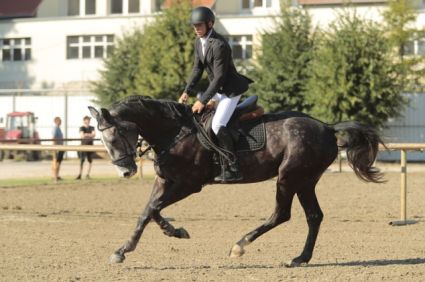 Elad 4 ves magyar sportl herlt 