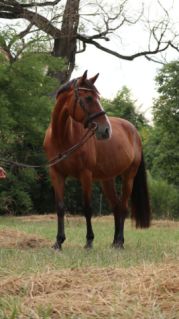 Elad 14 ves magyar sportl kanca 