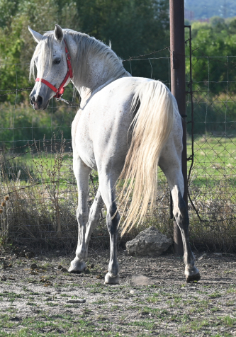 Elad� 12 �ves arab teliv�r kanca 