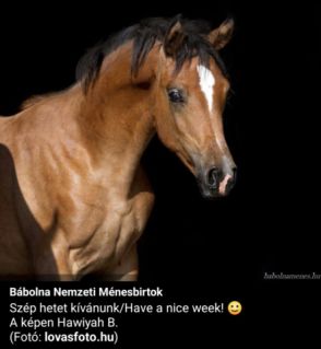 Elad� 12 �ves arab teliv�r kanca 