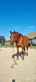 Eladó quarter horse tenyészkanca