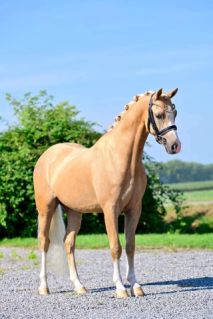 Minőségi Welsh B palomino herélt eladó