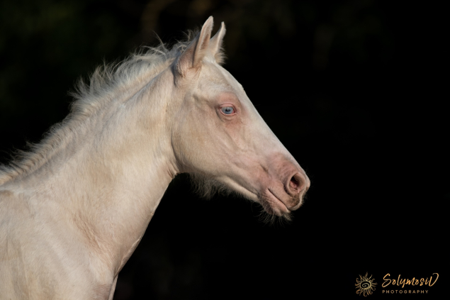 Elad 6 hnapos quarter horse mn 