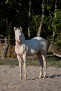 Elad 6 hnapos quarter horse mn 