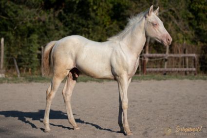 Elad 6 hnapos quarter horse mn 